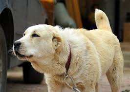 pin ot polzovatelya maria bv na doske sredneaziatskaya ovcharka central asian shepherd dog sobaki ovcharka zhivotnye