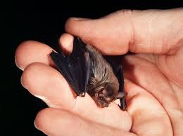 Please stay and have a chat. Creature Feature Bumblebee Bat Redbrick