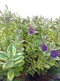 Image result for Stadmannia