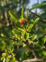Image result for Rhamnus staddo