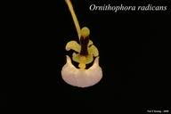 Image result for Gomphocarpus kaessneri