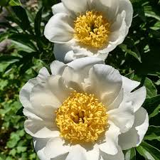 Pionikuvia ympäri Suomen kesältä 2021 - Pionien Koti - pioni.fi