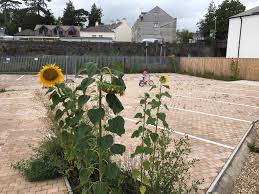 While there are many incarnations of seed bombs, including literal pill capsules and sort of molotov cocktails, the. On Guerrilla Gardening Home Facebook