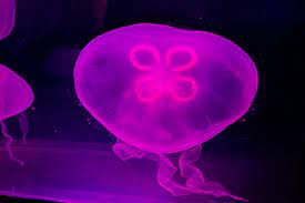 The super pink moon was the second of four supermoon's in 2021. The Moon Jellyfish Whats That Fish