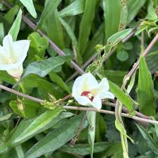 Image result for Xenostegia