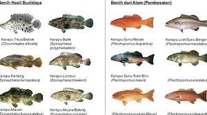 Saat masih kecil kerapu biasanya ditemukan di kedalaman 0. Jual Beli Ikan Kerapu Semua Jenis Harga Rp 30 000 Sampai Rp 2 5 Juta Kg Rujukanmu