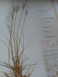 Image result for Sporobolus festivus