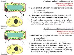 Maybe you would like to learn more about one of these? 7ad Plant And Animal Cells Info Cards Teaching Resources
