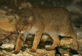 kavkazskij kamyshovyj kot felis chaus chaus v rossii vstrechaetsya v delte volgi na poberezhe kaspijskogo morya kalmykii a ta chausie cat wild cats jungle cat