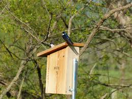 We did not find results for: House Sparrows Kill Native Birds Try These Techniques To Deter Them