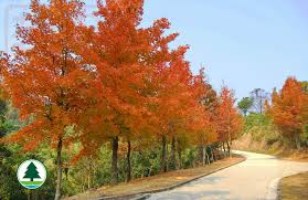 Chinese and english (中英) chinese only (中文) english only (英文). å¤§æ¬ééå¬å'åè²»ç´è'å°è³å Jetso Today