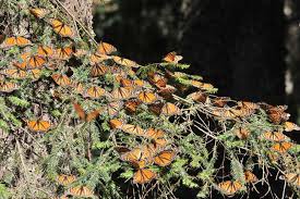 Das bedeutet, dass keines der tiere jemals in den bergen mexikos war, in die sie reisen. Mexico Mio Monarchfalter Reisebaustein