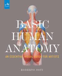 Anatomical diagram showing a front view of muscles in the human body. Basic Human Anatomy Monacelli Press