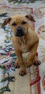 Greene followed that tweet by posting an image of herself wearing a black mask bearing the words fire fauci. sen. Pedigree Database Alcatraz Knl S Madena