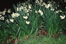 Image result for Dietes
