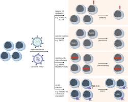 Septic helper 2000 is completely safe to use and 100% natural. Retroviral Gene Therapy In Germany With A View On Previous Experience And Future Perspectives Gene Therapy