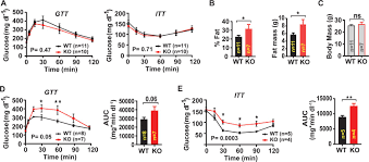 Identify the main muscles of the body, using the. Swell1 Regulates Skeletal Muscle Cell Size Intracellular Signaling Adiposity And Glucose Metabolism Elife
