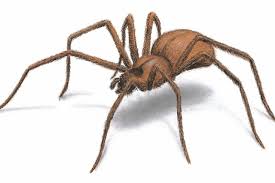 E o risco pode estar dentro de casa. Primeiros Socorros Para Picada De Aranha