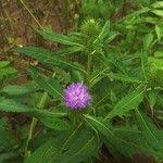 Image result for Vernonia galamensis