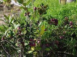 Image result for Acokanthera oblongifolia