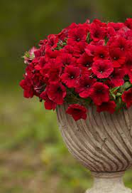 I still prayed for the best and slathered it on waiting for that authentic white flower burn. Profile Flowers Pics For Dp Novocom Top