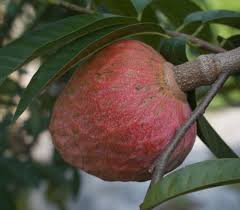 Image result for Coddia rudis