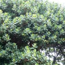 Image result for Ficus glumosa