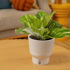 Image result for Kaempferia