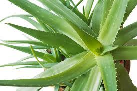 This article lists eight potential health benefits of aloe vera. Aloe Vera Succulent And Cacti Shop Online