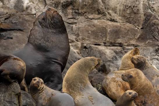 The South American Sea Lions are similar to belching Steller Sea Lions  except for size. These are much smaller with males about 800 lbs and  females 300. Highly social, they gather in