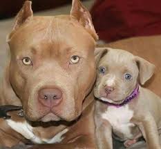 Mama Mit Ihrem Welpen So Hubsch Diyforpets Hubs In 2020 With Images Baby Animals Cute Animals Cute Puppies