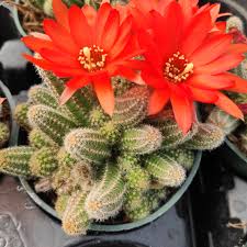 These cacti are popular in the garden in hot areas because of the unique appearance and pretty flowers. Echinopsis Chamaecereus Peanut Cactus Succulents Depot