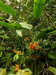 Image result for Marantaceae