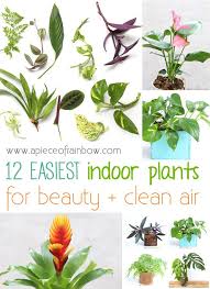 Keep in a medium to bright light location. 12 Best Air Purifying Indoor Plants You Won T Kill Plants Indoor Plants Indoor Air Purifying Plants
