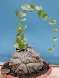Dioscorea Elephantipes In Love With This Deco Plantes Plante Succulente Plante