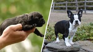 French Bulldog Size What Do You Need To Know Askfrenchie Com