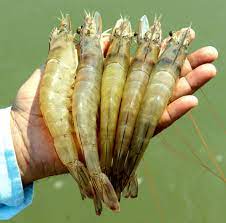 Ecuador will continue to account for more than half of the farmed shrimp supply in the western hemisphere. How India Became The World S Top Shrimp Producer Global Aquaculture Advocate