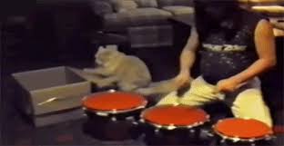 With tenor, maker of gif keyboard, add popular animal drums animated gifs to your conversations. Kawaii Animated Dog Gif Novocom Top