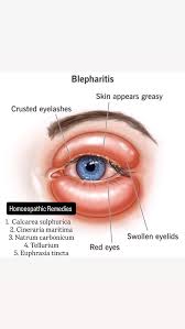 Image result for Blepharis sol
