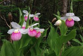 Planting high wildlife value plants. Rare Plants Ohio Department Of Natural Resources