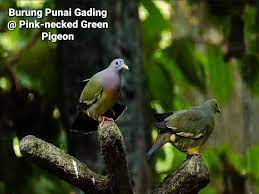 Lelaki pakistan maut dilanggar kereta api ketika ber'selfie' lelaki berusia 22 tahun itu cuba mengambil gambar dengan telefon bimbitnya sambil berdiri di atas landasan di rawalpindi. Burung Burung Baru Dipamerkan Di Zoo Fascinating Taiping Facebook