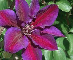 Learn how to grow clematis in your garden with the rhs expert guide on choosing, planting, feeding, pruning and propagating plants. The Complete Clematis Growing Guide The Impatient Gardener