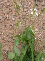 Image result for Plumbago ituriensis
