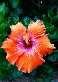 Hibiscus appreciate plenty of water, especially when you grow them in in container gardens. Pin On Gardening