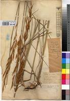 Image result for Tristachya superba