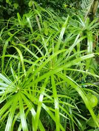 Image result for Cyperus pectinatus