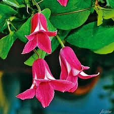 Maybe you would like to learn more about one of these? Clematis Princess Diana Clematis Texensis Princess Diana Kletterpflanzen Fur Rankhilfen Garten Schluter