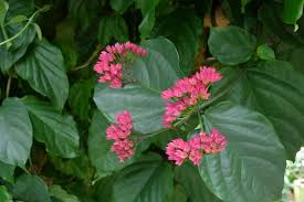 Image result for Clerodendrum splendens