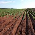 Agricultural Property