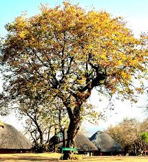 Image result for Colophospermum mopane